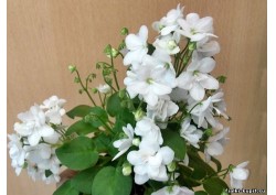 популярные фиалки