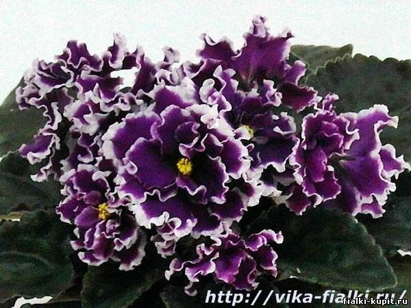 Фиалка ек перуанская лилия фото и описание сорта