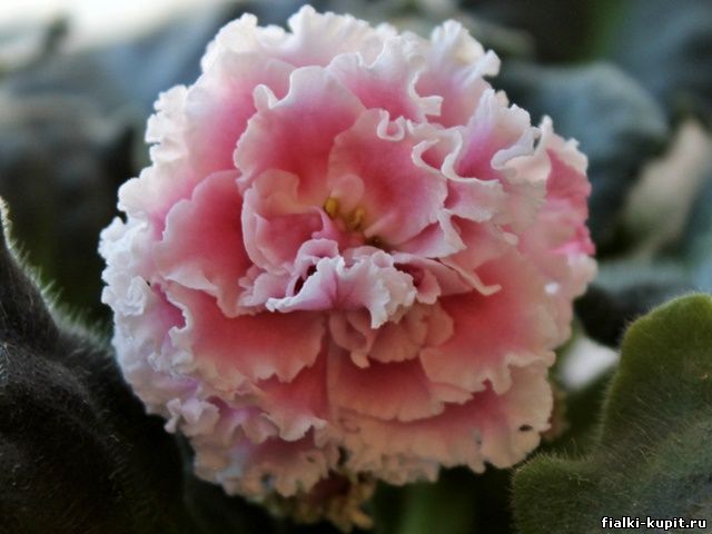 Пт цв. Сенполия оутен лимитс. Фиалка хрустальная леди. Фиалка девчата. Фиалка пт ружена.