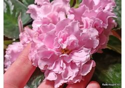 Кликните для увеличения изображения