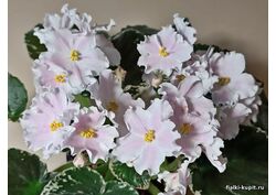 Кликните для увеличения изображения