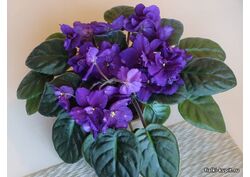 Кликните для увеличения изображения