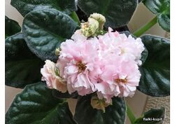 Кликните для увеличения изображения