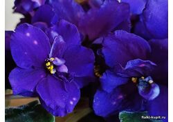 популярные фиалки
