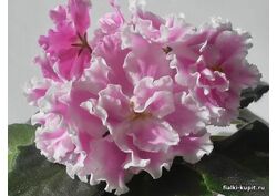 популярные фиалки