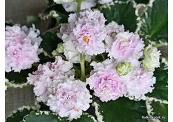 популярные фиалки