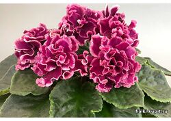 популярные фиалки