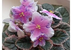 популярные фиалки