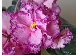 популярные фиалки