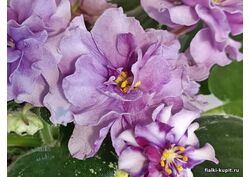 популярные фиалки