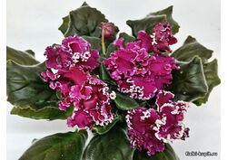 популярные фиалки