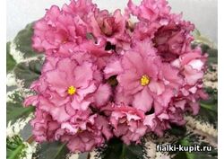 популярные фиалки