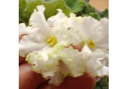 популярные фиалки