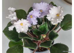 популярные фиалки