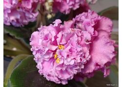 популярные фиалки